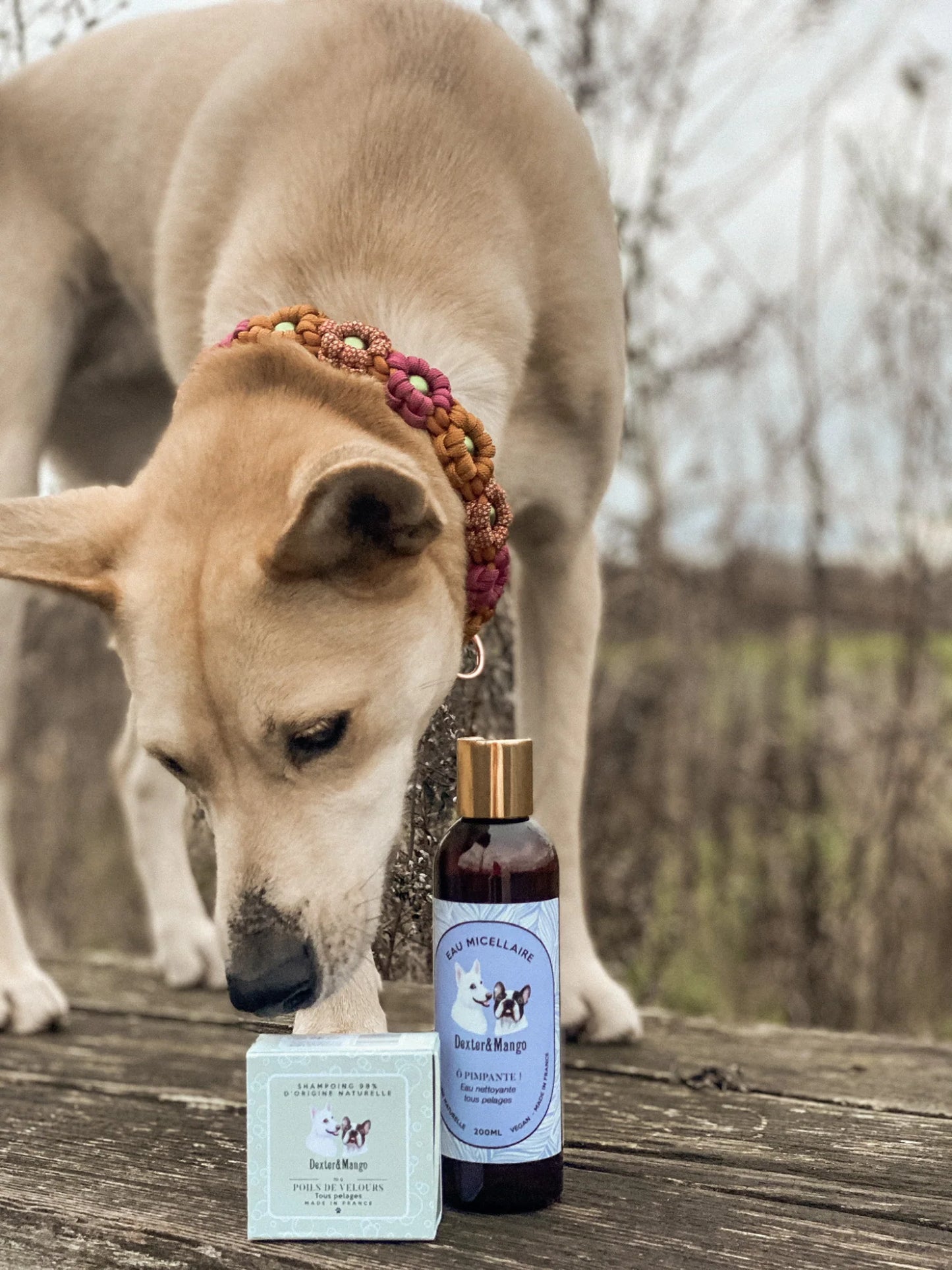 shampoing pour chien dexter et mango