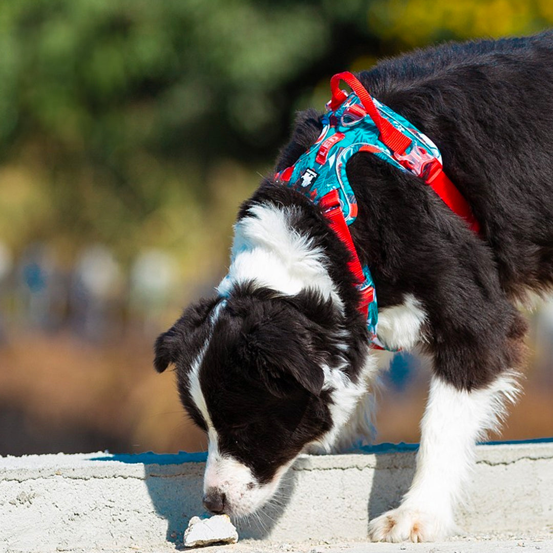 Harnais pour chien true love