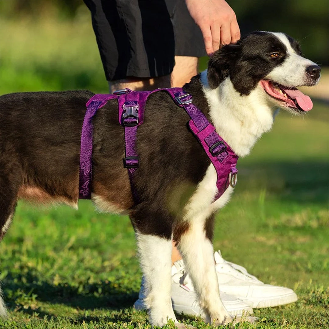 harnais chien anti traction