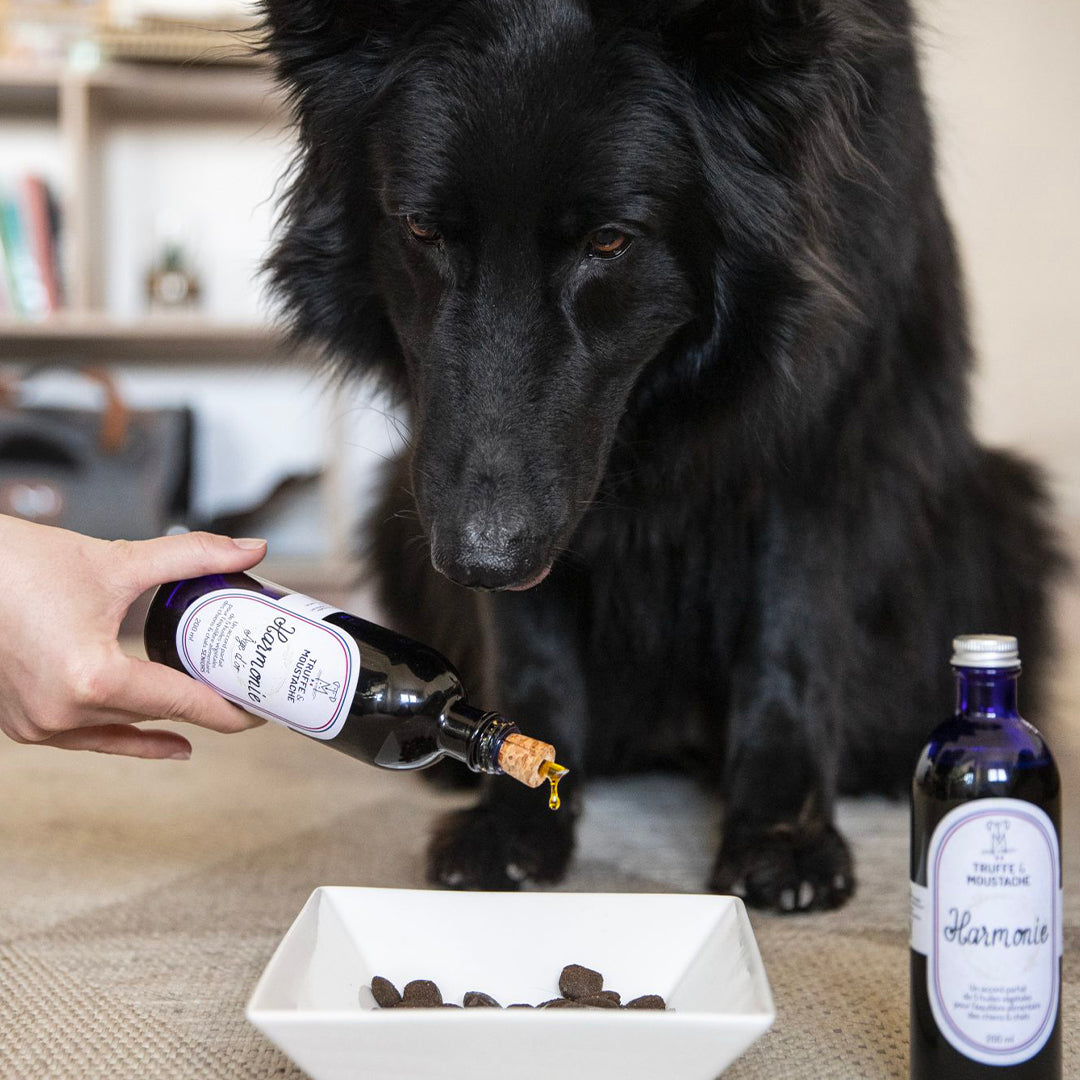 complement alimentaire chien