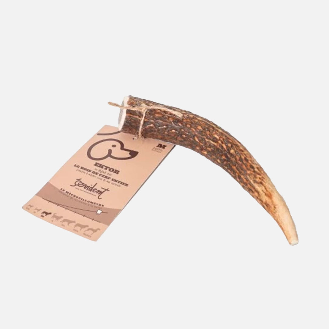 Bois de cerf entier
