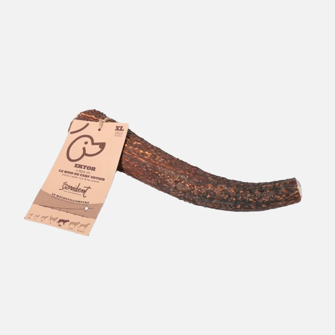 Bois de cerf entier