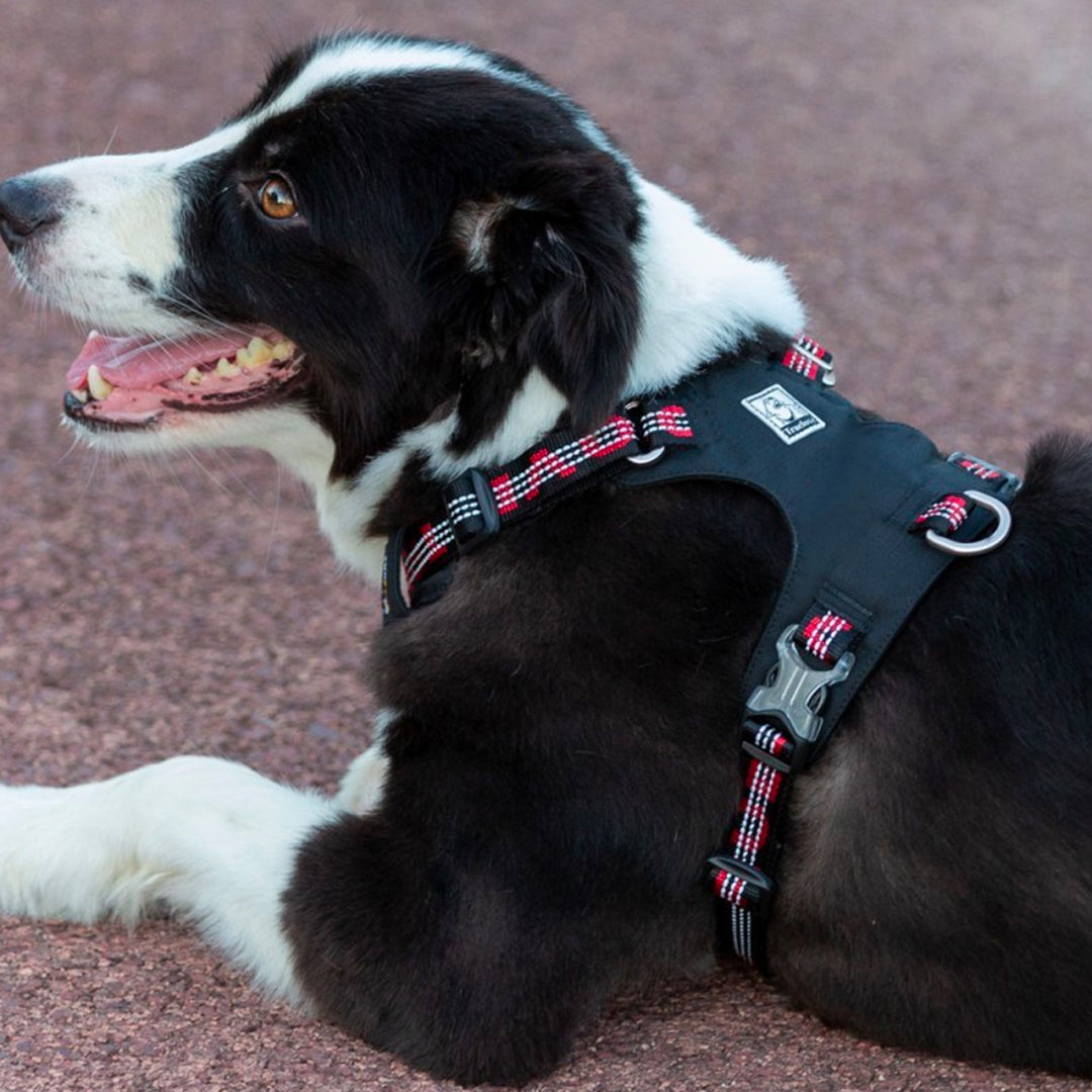 harnais chien anti traction